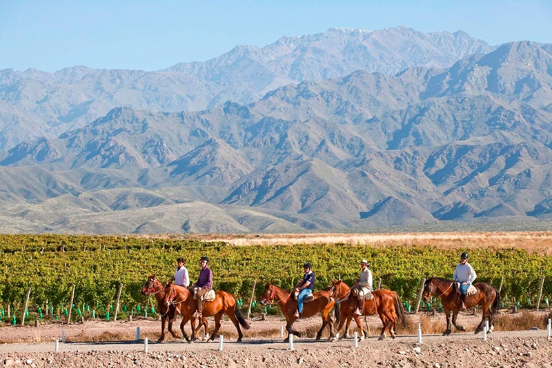 Mendoza vineyards